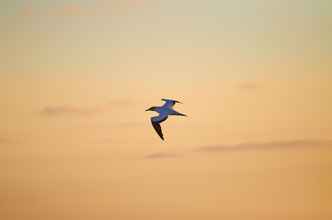Gannet flying at Muriwai Beach