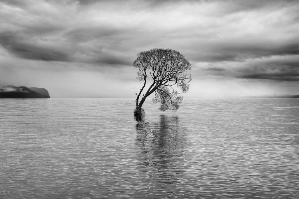 The Lake Taupo Tree